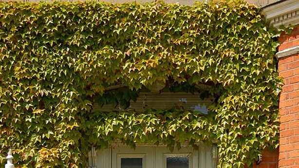 A white double door with a glass panel, number 230, and a small porch with steps leading up to it. - OYO Cornerstone Manor Hotel (Sale)