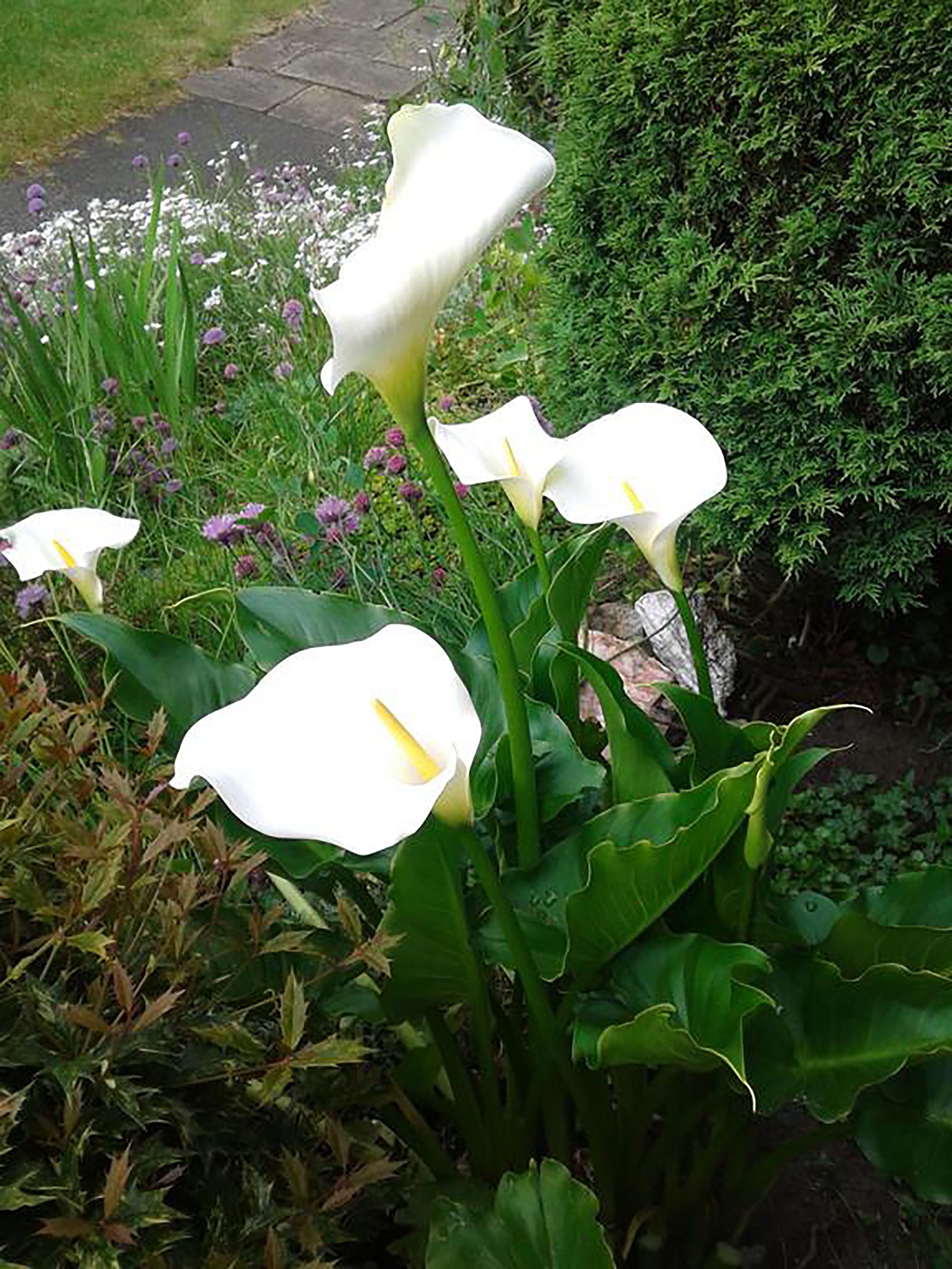 Foto - Cornerstone Manor Hotel