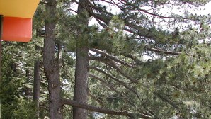 A tree with a metal structure attached to it. - Hotel Cristallo (Spezzano della Sila)