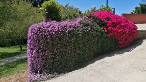 A garden with hedges covered in purple and pink flowers, a paved path, and a lamp post. -  Vigna dell'Agrifoglio Home Residence di Eugenio Azzolini (Velletri)