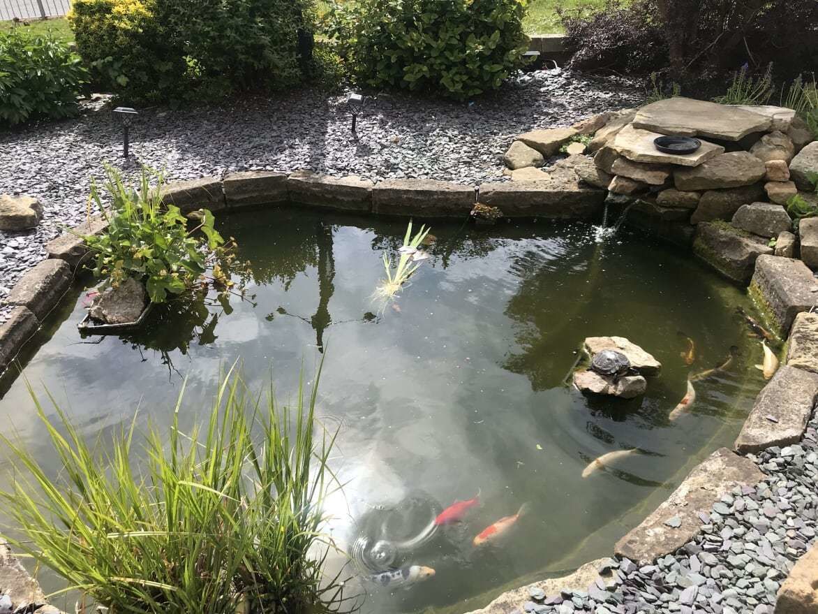 Ein kleiner Teich mit Koi-Karpfen, umgeben von Steinen und Pflanzen.