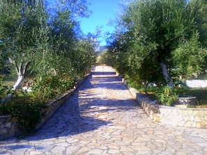 A stone pathway flanked by trees leading to a building.