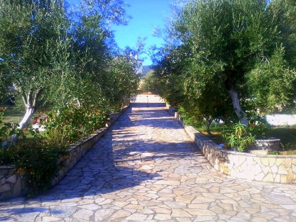 A stone pathway flanked by trees leading to a building.