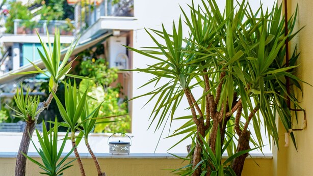 Un petit espace extérieur aménagé avec une table et des chaises, entouré de plantes en pot et offrant une vue sur un bâtiment.