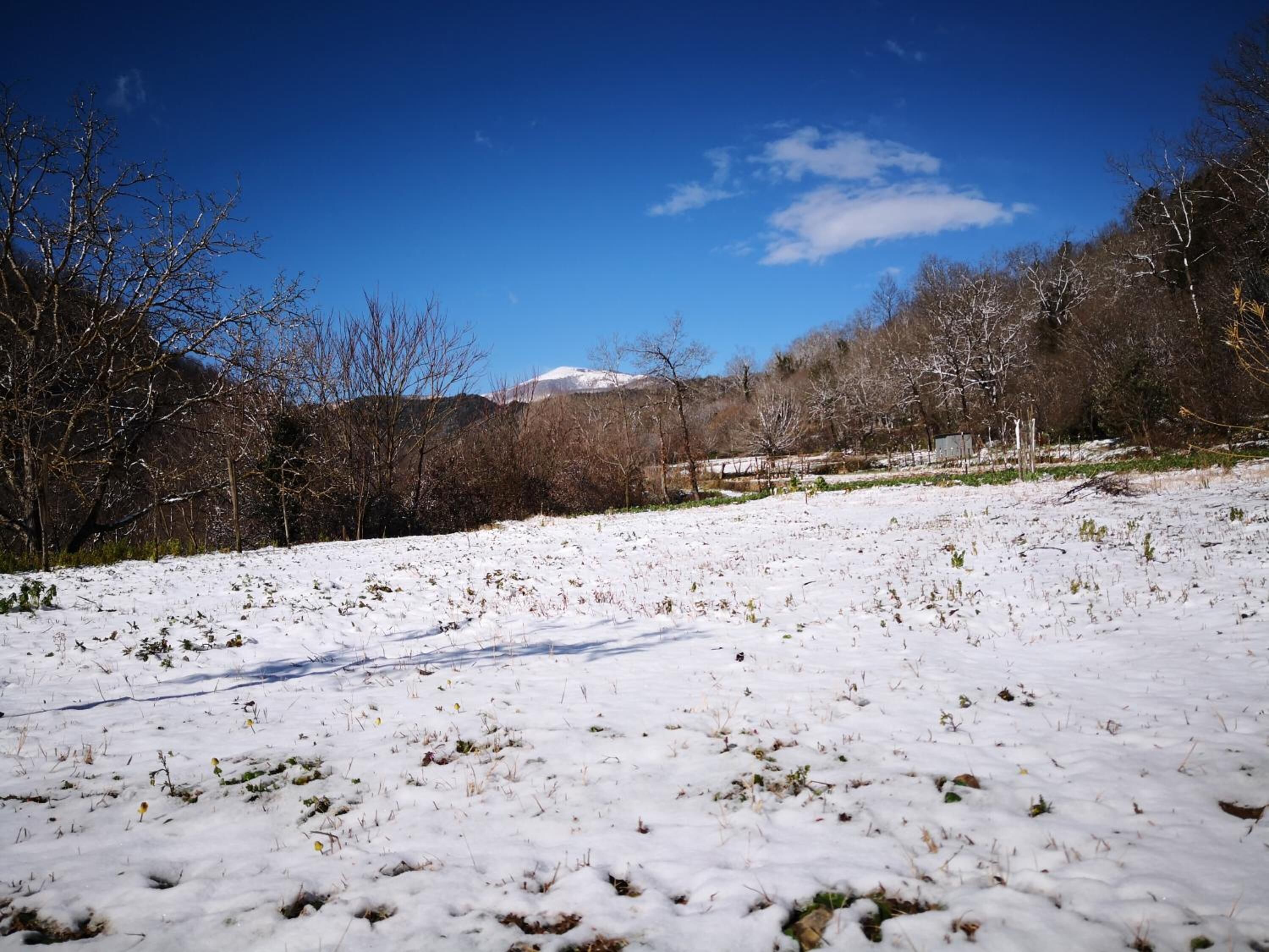 A snowy landscape with a clear blue sky, trees, and a distant mountain.