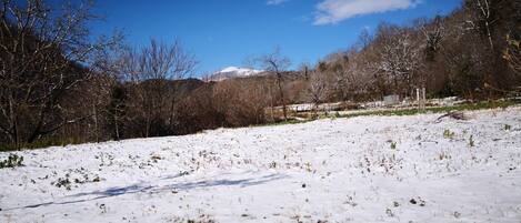 A snowy landscape with a clear blue sky, trees, and a distant mountain.