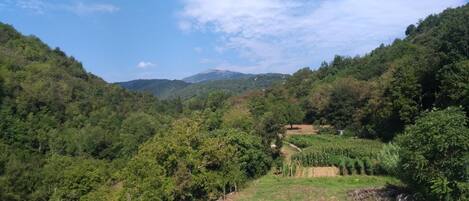 Um vale exuberante com floresta densa, uma trilha de terra e montanhas ao longe.