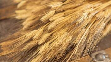 Primer plano de espigas de trigo sobre una superficie de madera.