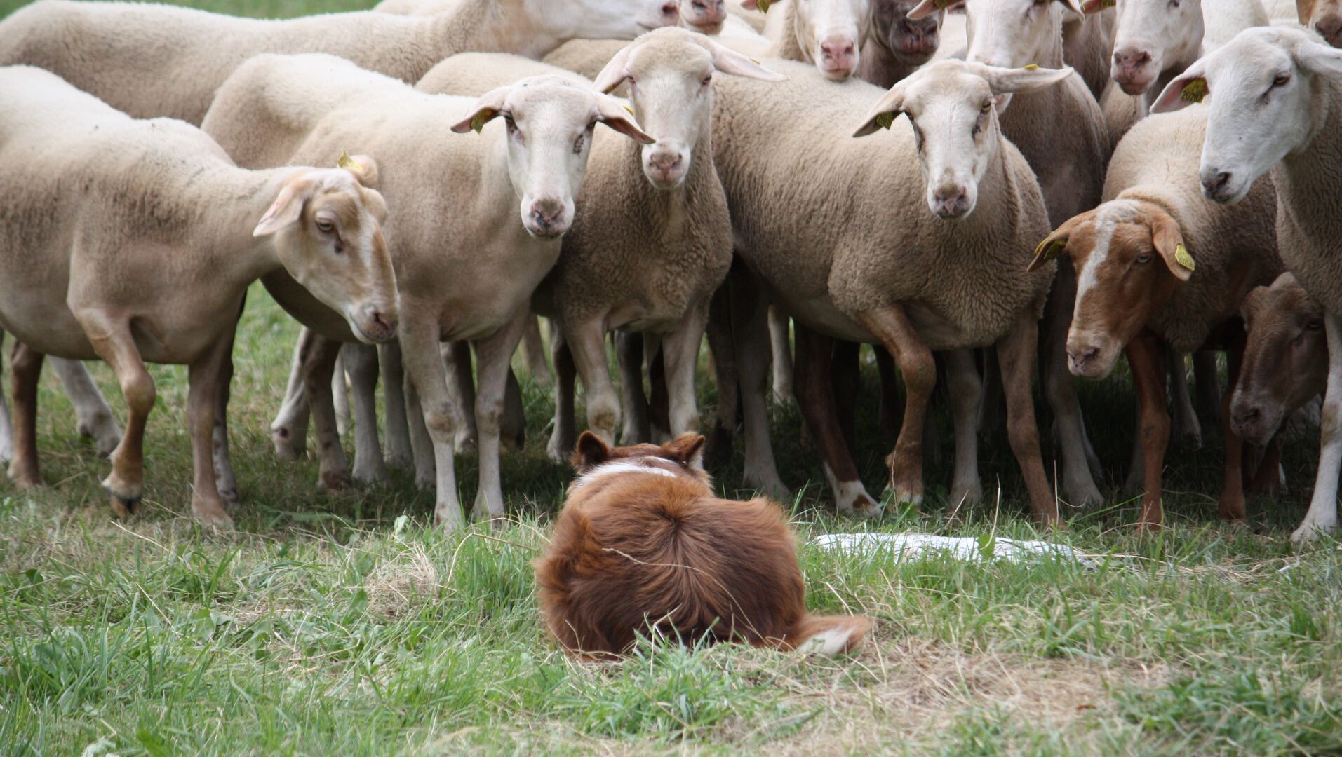 A group of sheep in a grassy field.