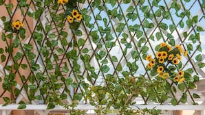 Un balcone con ringhiera in metallo bianco, una pianta rampicante con foglie verdi e fiori gialli, e un muro color pesca sullo sfondo.