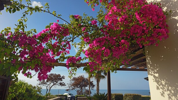 Vue d’une zone côtière avec une pergola recouverte de fleurs de bougainvillier roses, un chemin menant à une porte et, au loin, une vue dégagée sur la mer.