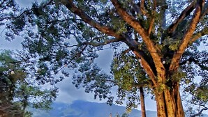 A large tree with a thick trunk and extensive branches, surrounded by gravel and grass. - Area 4 eco cubes (Ella)