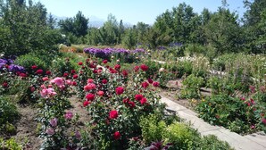 Un jardin où l’on trouve une variété de fleurs et de plantes, notamment des roses et des fleurs violettes.