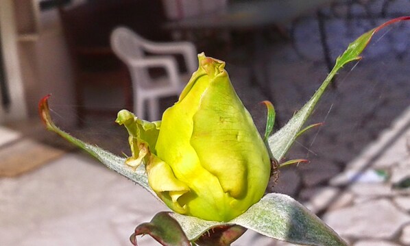 Un capullo con una combinación de colores verde y amarillo, rodeado de hojas y un tallo.