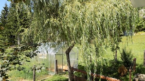 Un jardín con un sauce, un banco de madera y una estructura de invernadero.