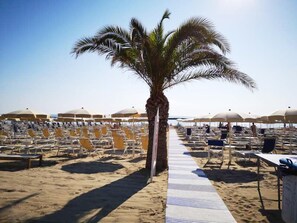 A beach with rows of sun loungers and umbrellas, a palm tree, and a clear sky.