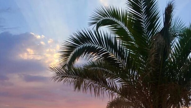 A beach with rows of sun loungers and umbrellas, a palm tree, and a sunset in the background.