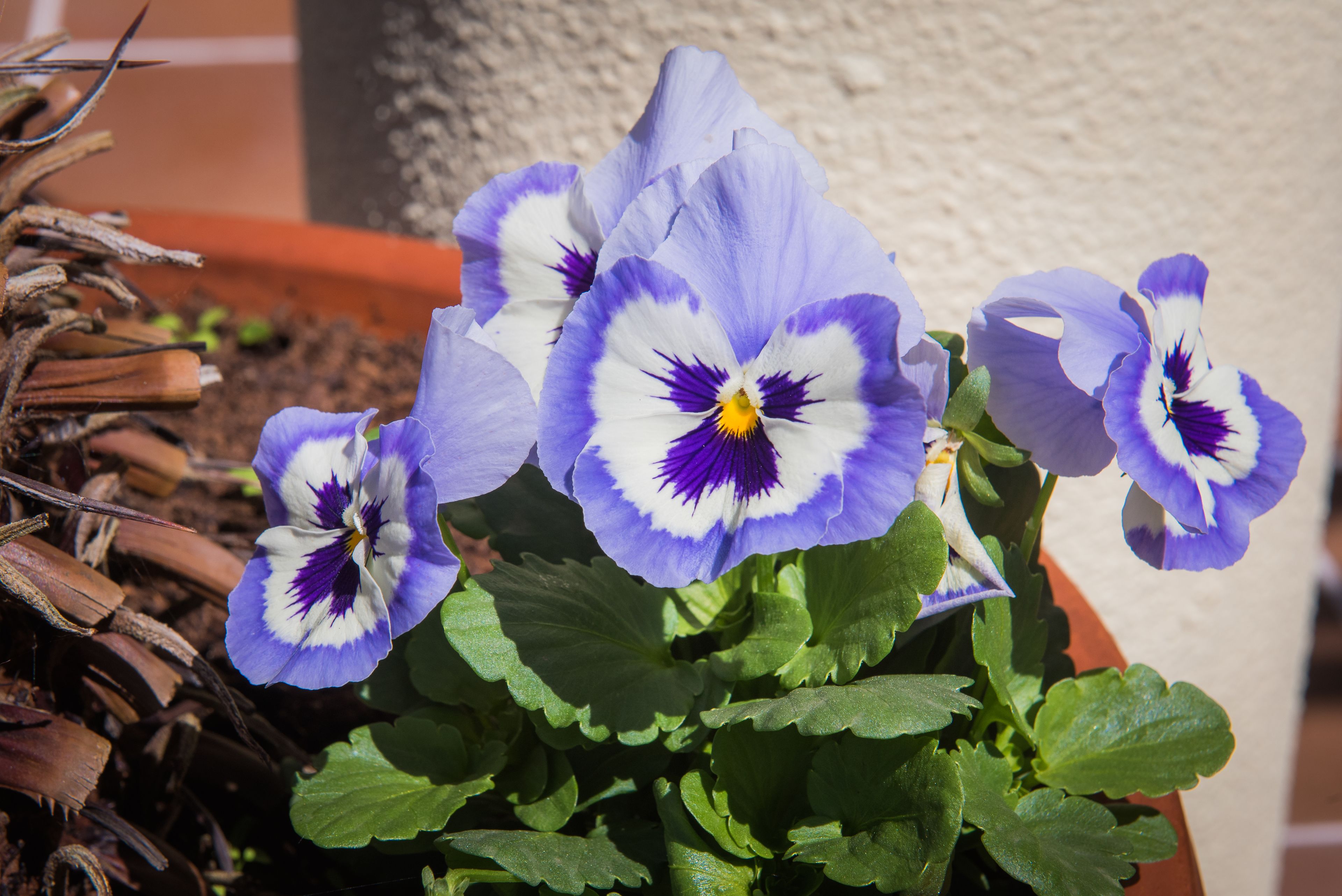 Foto - Hotel Do Campo