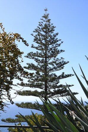 A tall pine tree with a clear blue sky and a body of water in the background. - Hotel do Campo (Ribeira Brava)