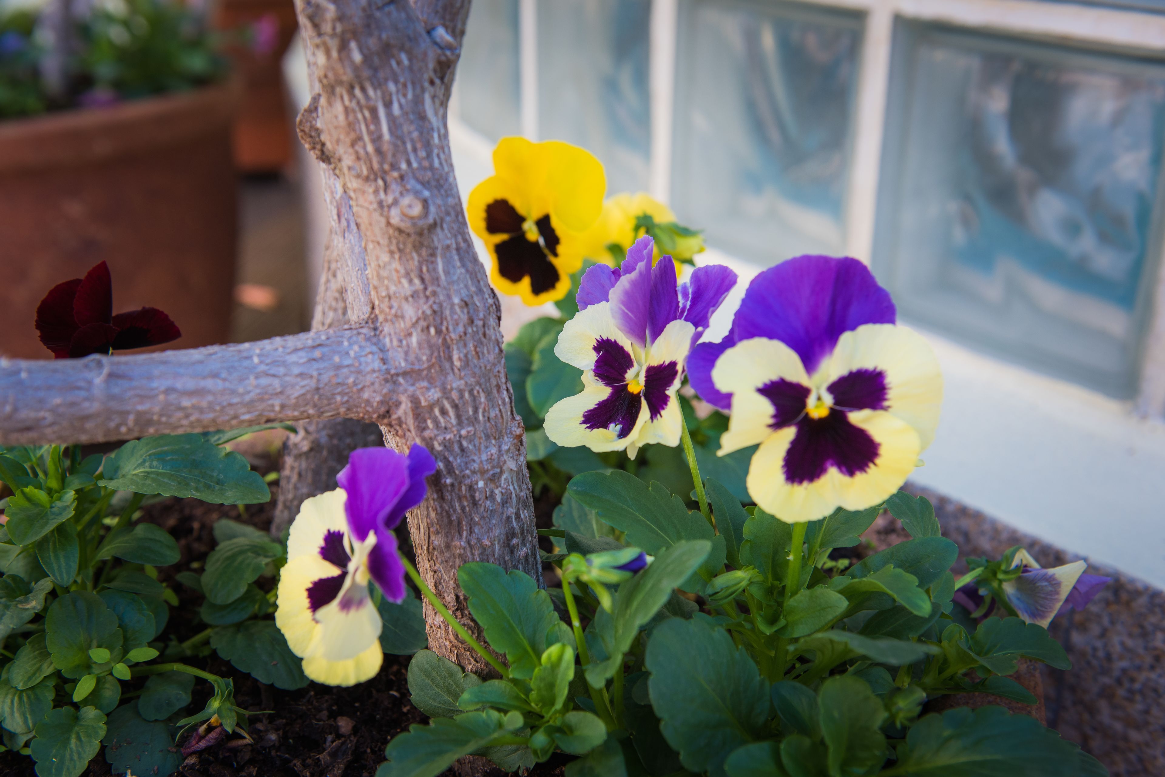 Foto - Hotel Do Campo