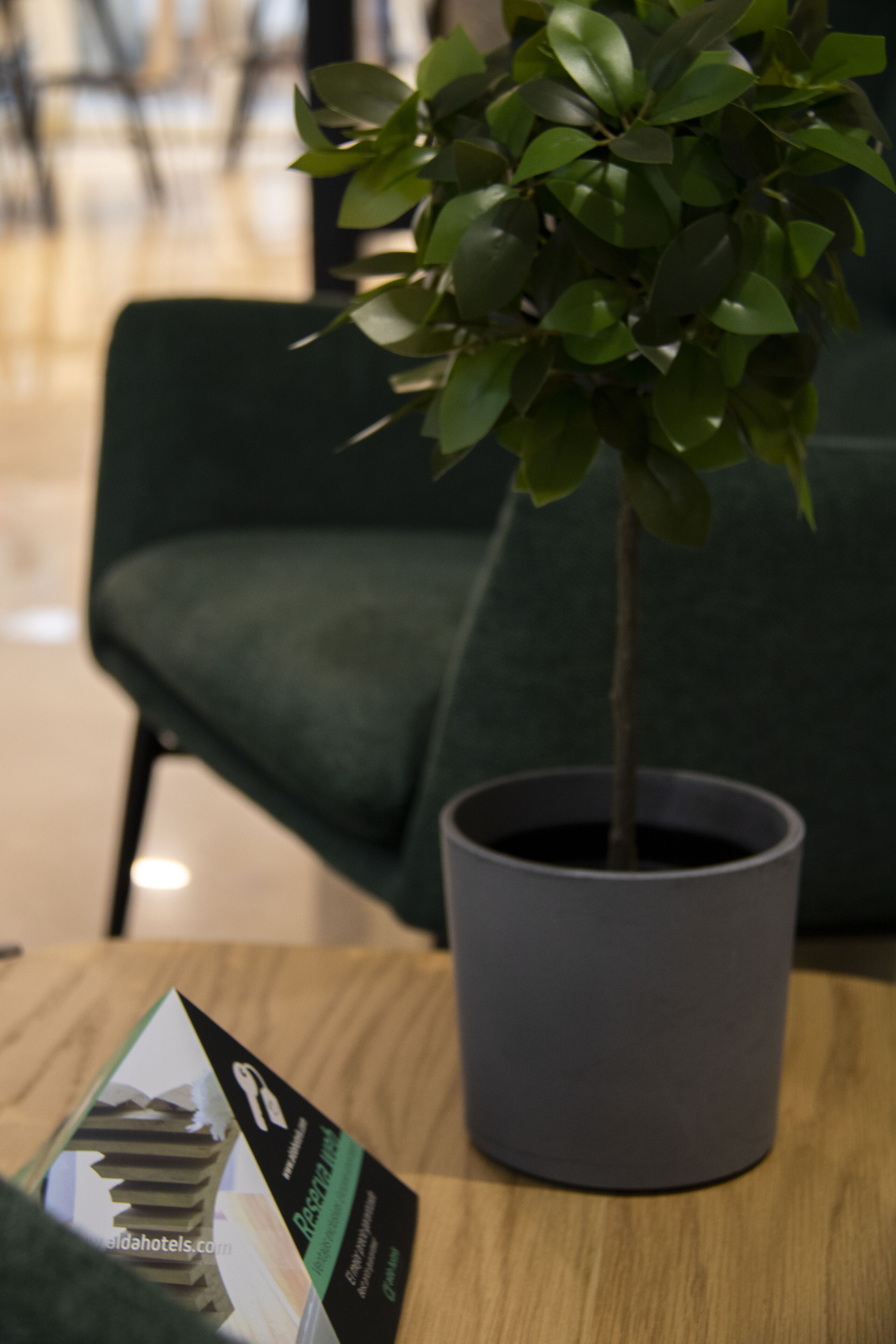 Una planta en maceta sobre una mesa con un folleto.