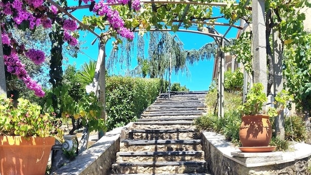 Una escalera de piedra conduce a un edificio con una pérgola cubierta de parras y flores de buganvilla moradas.