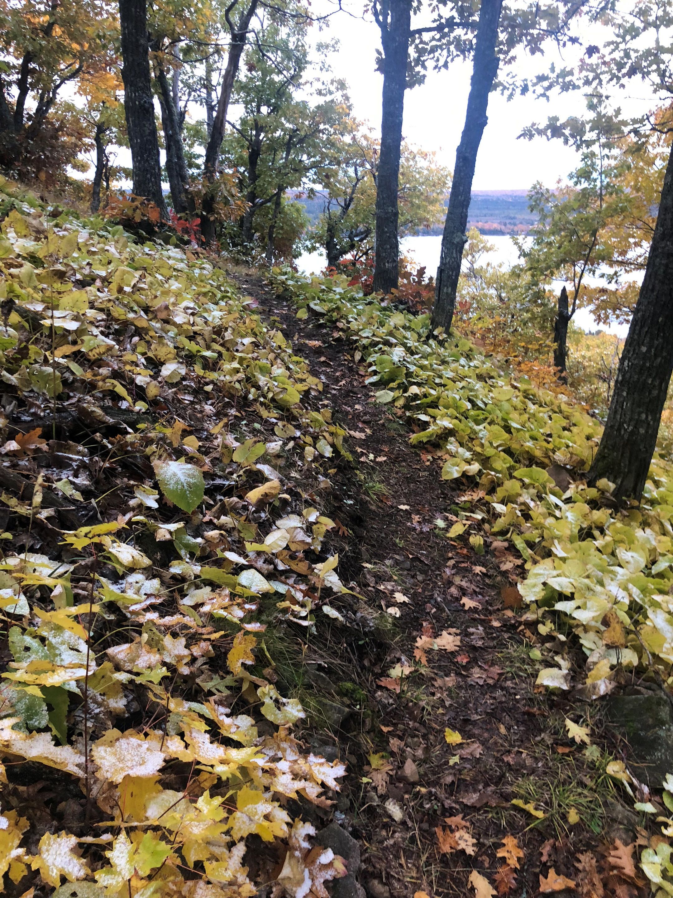 Une zone boisée avec un sentier de terre, bordée d’arbres et jonchée de feuilles mortes.