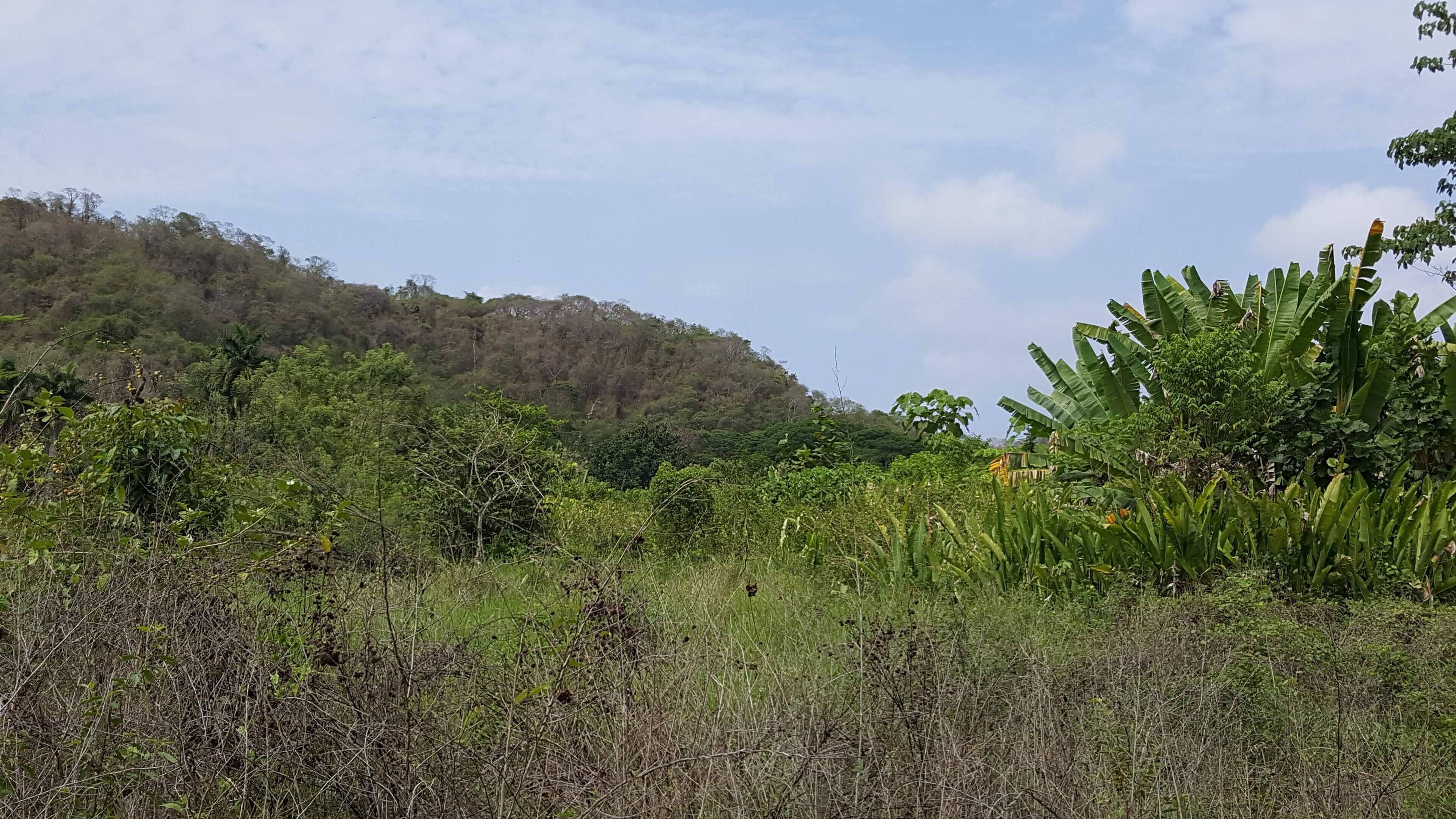 A natural landscape with dense vegetation and a hill in the background.