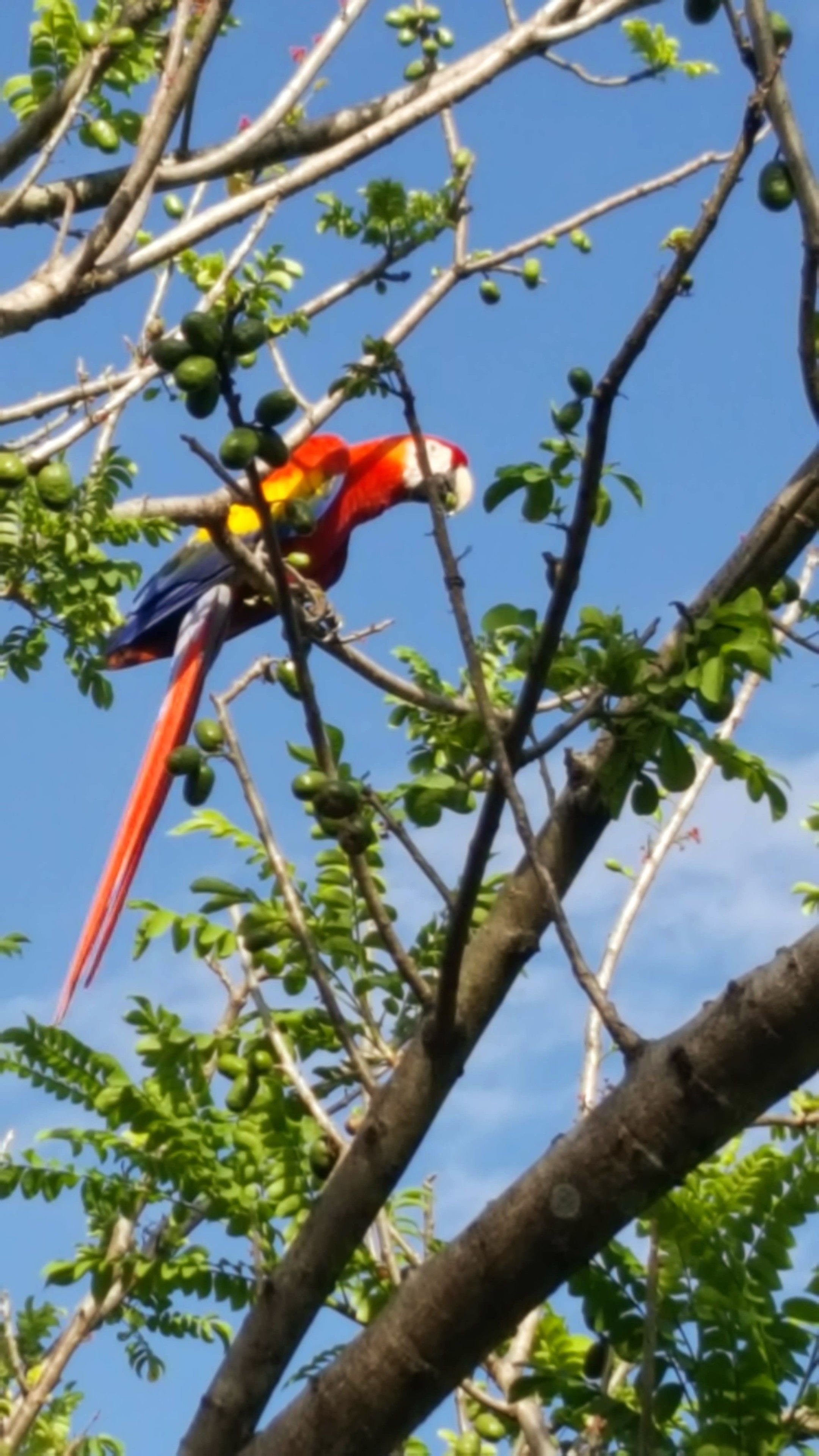 A parrot perched on a tree branch.