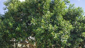 A tree in a landscaped area with a stone patio. - Apartment in Ag.Anna area,fully equipped,semi-basement & very quiet environment. (Νάξος)