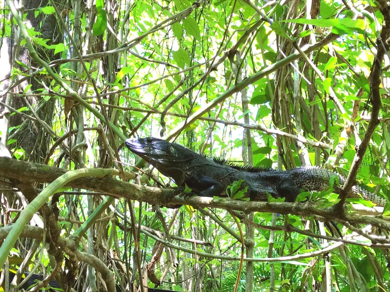 Una iguana grande sobre una rama en un bosque frondoso y verde.