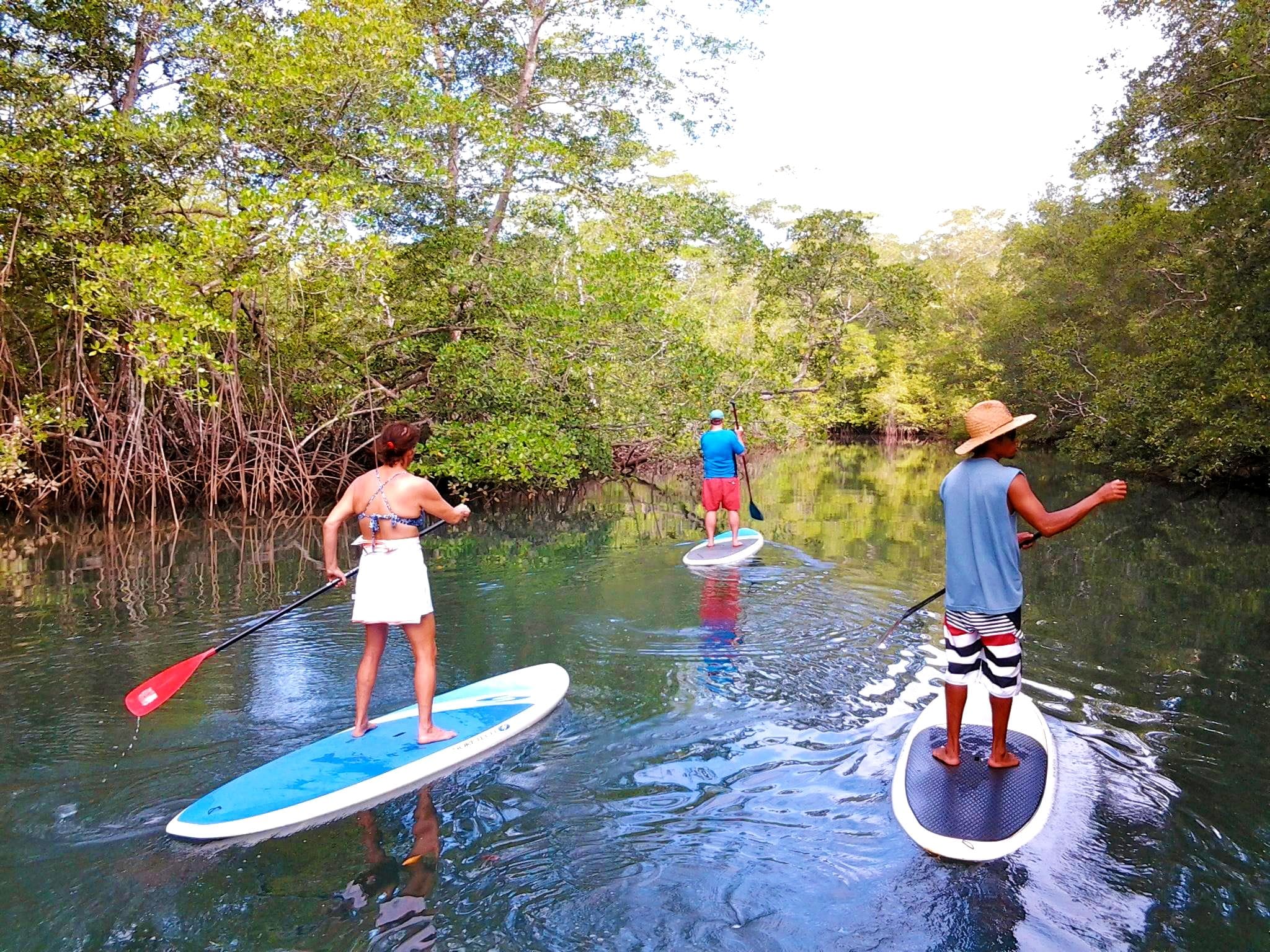 Three people stand-up paddleboarding in a calm river surrounded by dense greenery.
