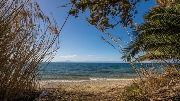 A beach with clear blue water, a sandy shore, and some vegetation.
