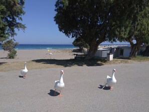 Beach nearby - Arch Villa traditional holiday house on Rhodes (Σορωνή)