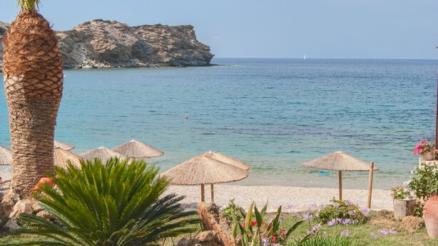 A beach with umbrellas, a palm tree, and a seagull flying.