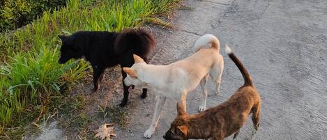 Tre cani su una strada di campagna fiancheggiata dal verde.
