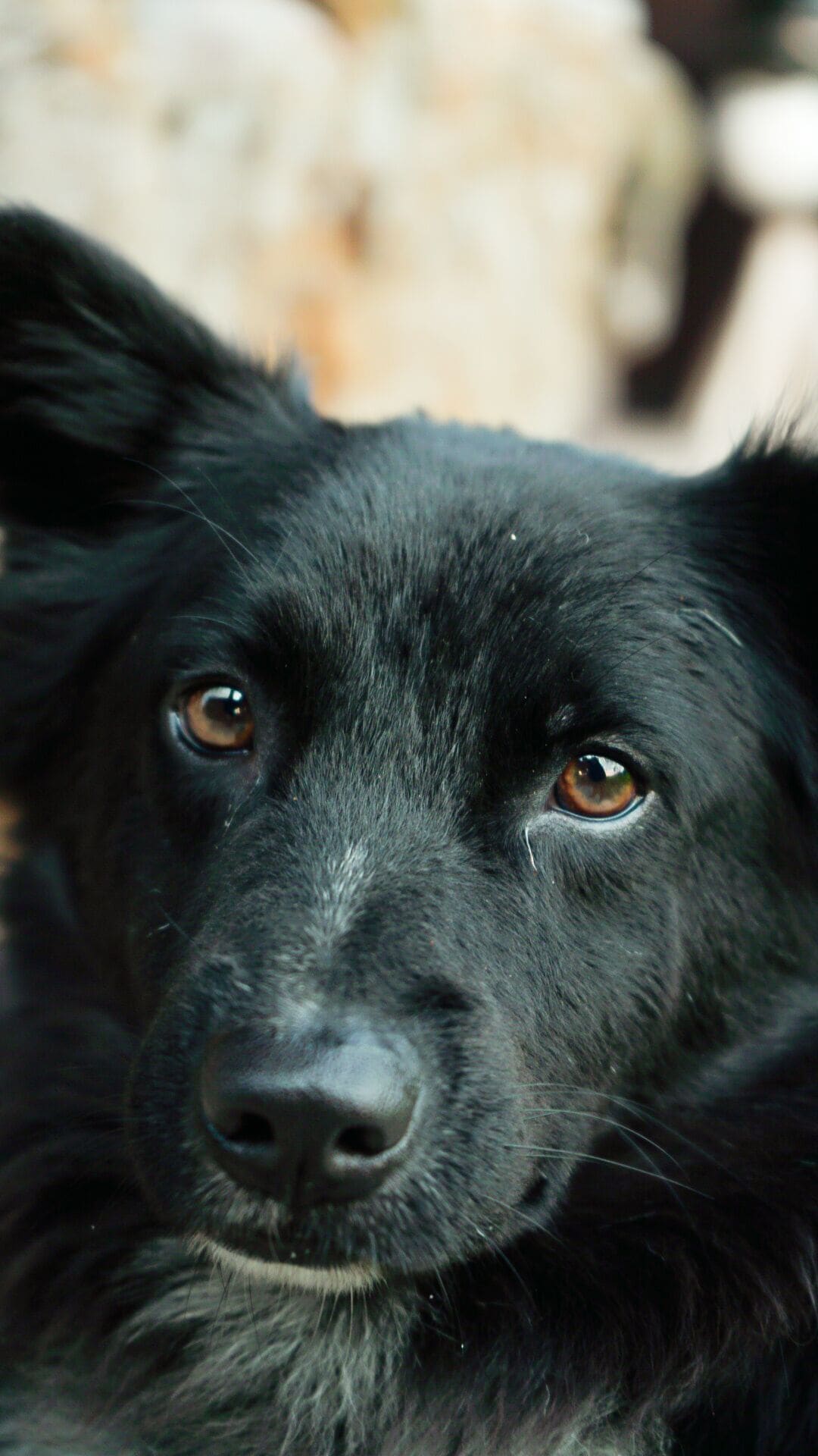 Foto - Kayangan Villa Ubud