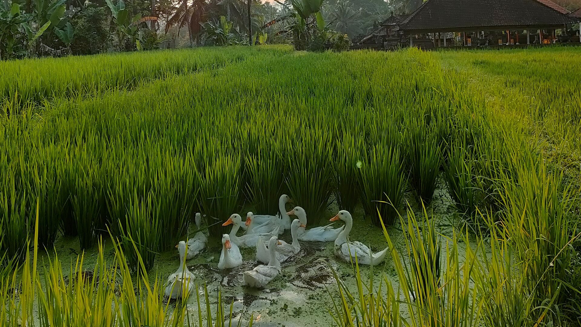 Foto - Kayangan Villa Ubud