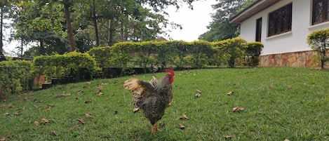 A chicken in a grassy yard with a white building and trees in the background.