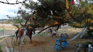Équitation