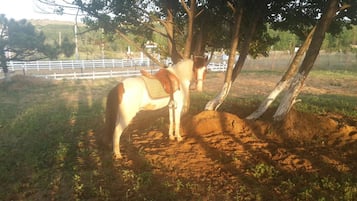 Équitation