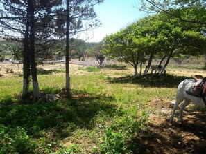 Garden - Atlitur Gumusdere Beach Camp (Sariyer)