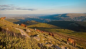 Vista panorámica de un paisaje montañoso con caballos pastando.
