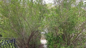 Un chemin de pierre bordé d’une végétation luxuriante et verdoyante, et muni d’une rambarde métallique d’un côté.