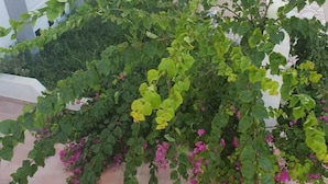 A courtyard with a climbing plant with green leaves and pink flowers, surrounded by white buildings with balconies. - Residence Stern (Hammam Al Agzaz)
