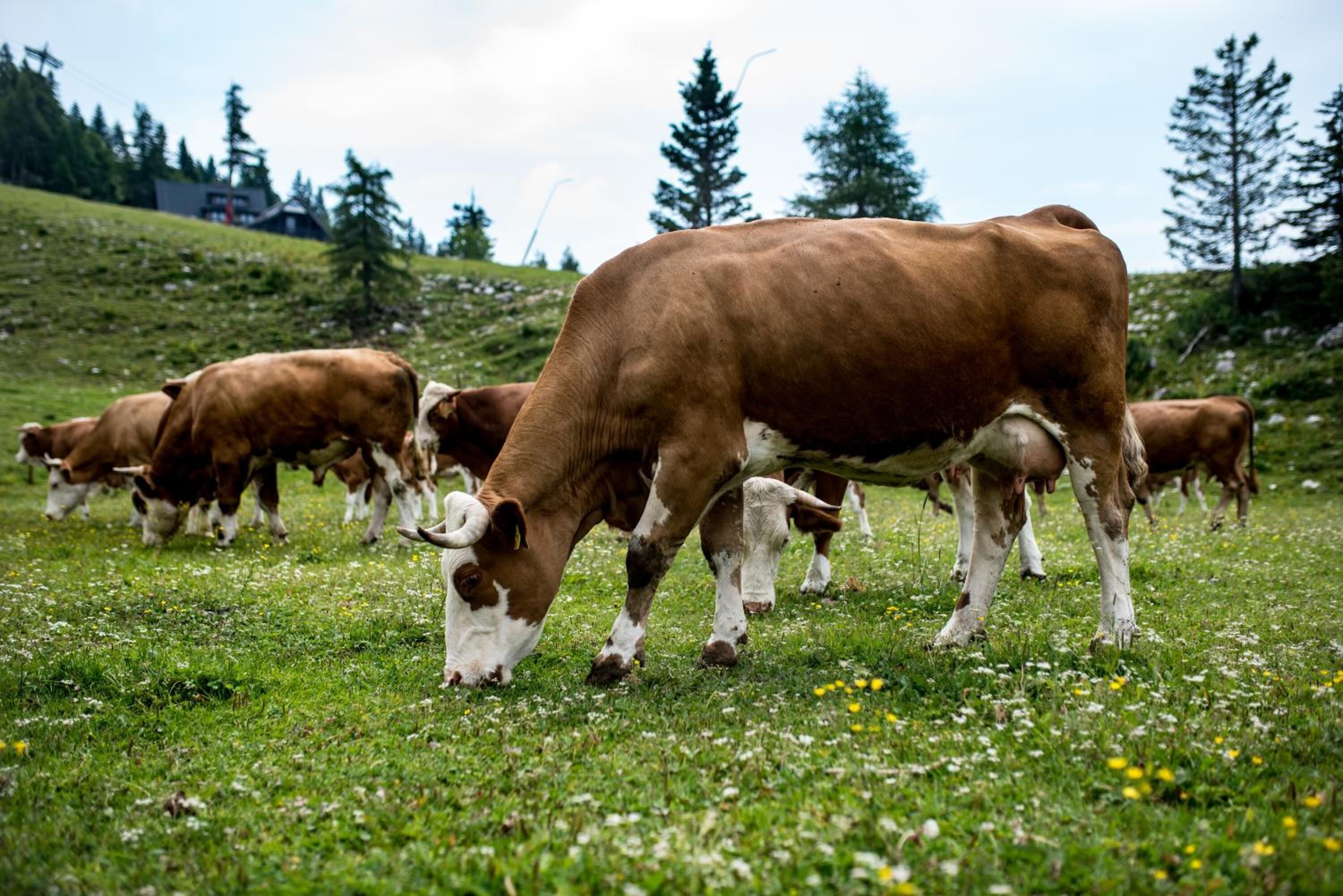 A herd of cows grazing in a grassy field with trees and a house in the background.