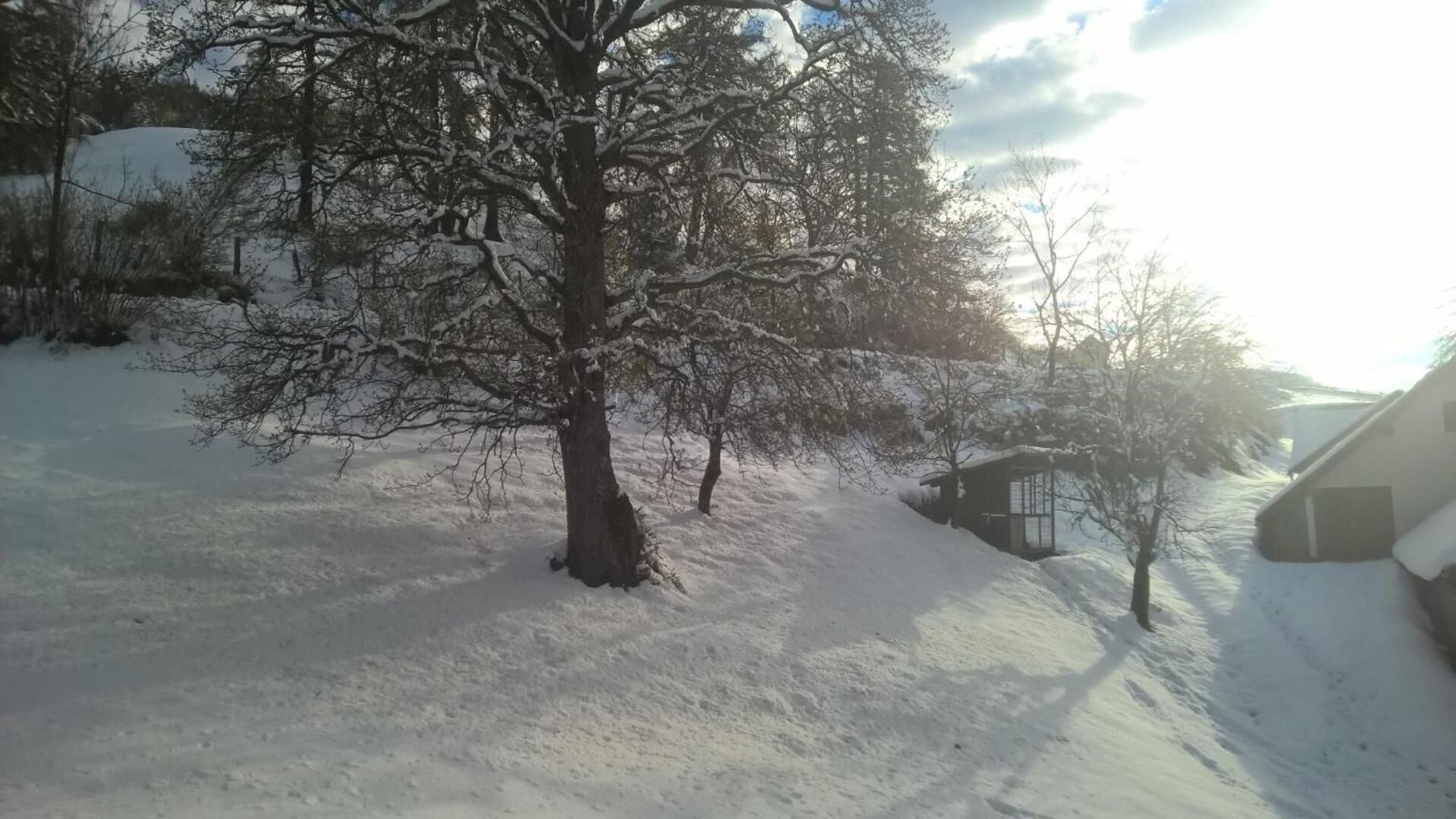 A snowy landscape with bare trees and a small building.