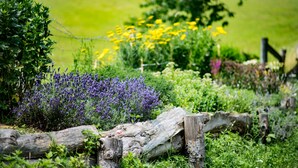 Un jardín con diversas plantas, entre ellas lavanda y flores amarillas, y una valla de madera.