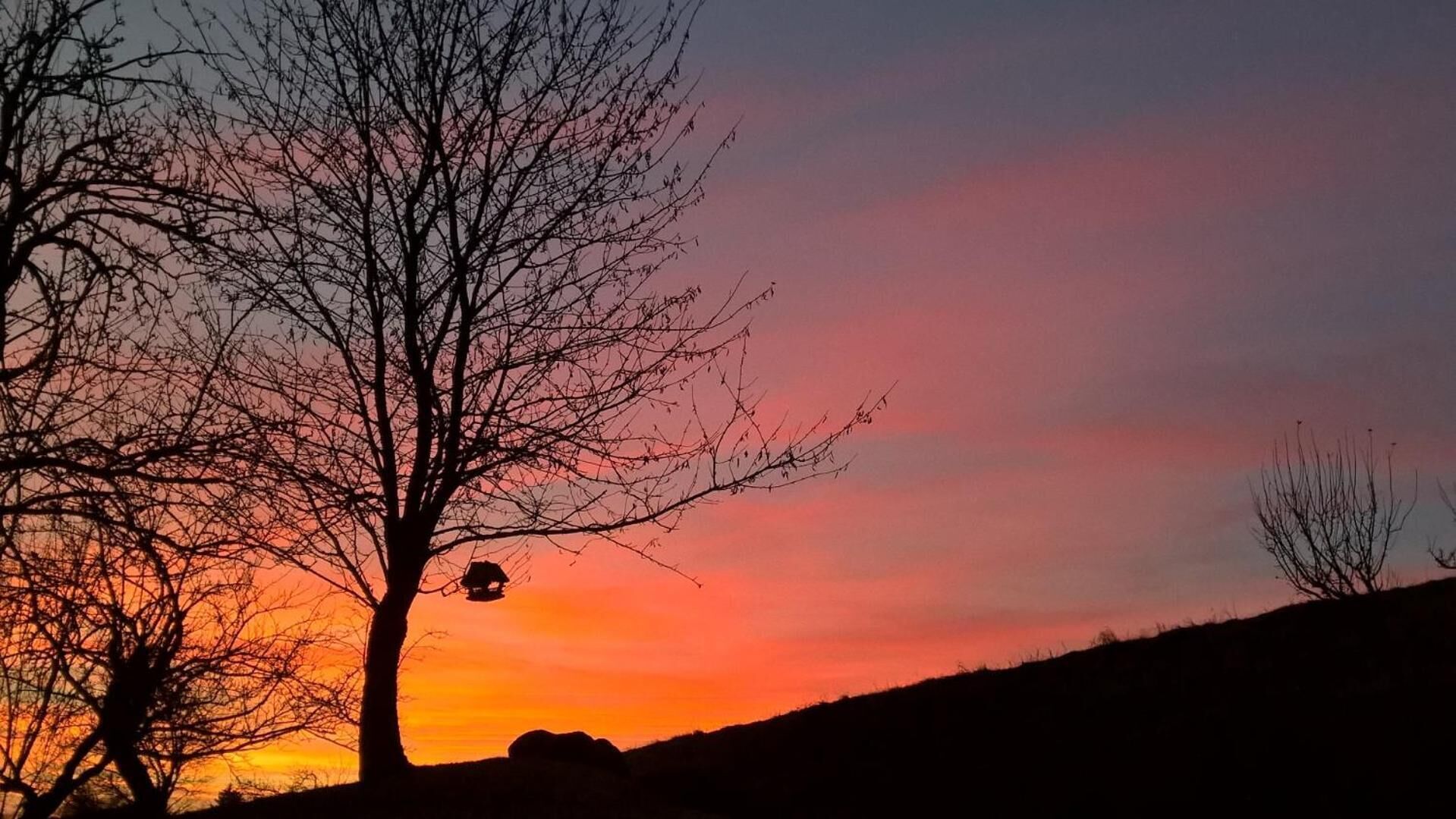 A silhouette of a tree against a sunset sky.