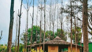 A rustic lodge with a thatched roof, surrounded by tall trees and a stone pathway leading to the entrance. - Dev Bhoomi Farms & Cottages (Dharamshala)